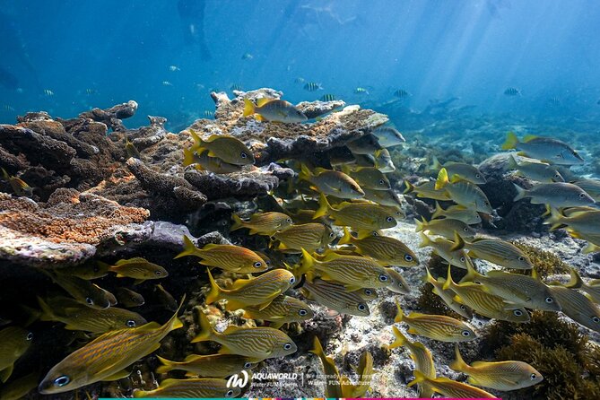 2-Hour Snorkeling Paradise Reef in Cancún Underwater Museum - MUSA Stops: A Few Sculptures Without Overloading Your Schedule