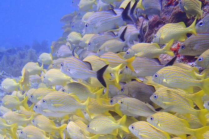2 Tank Reef Dive in Mexico - Surface interval: snack, water, and a crew that handles the hard part
