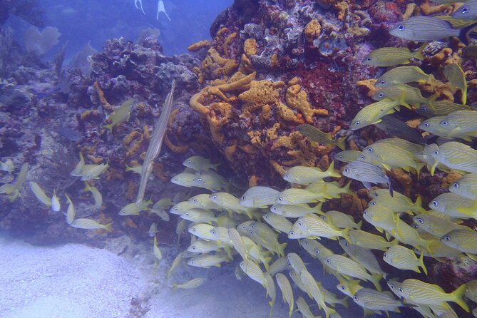 2 Tank Reef Dive in Mexico - Price and value: what you actually get for $149
