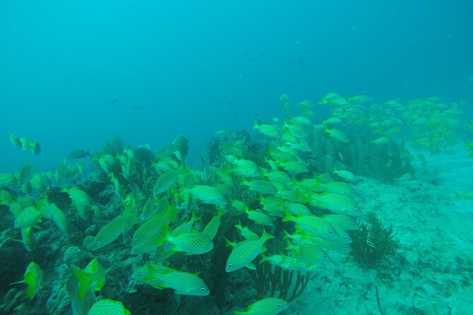 2 Tank Reef Dive in Mexico - The reef-friendly rules that protect both you and the park