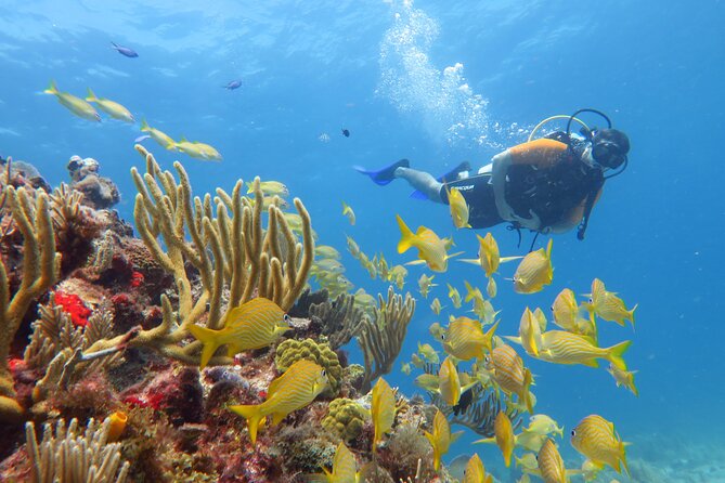 2 Tanks Dives Cancun Underwater Museum for Certified Divers - MUSA at 8 m: why the museum setup helps new certified divers