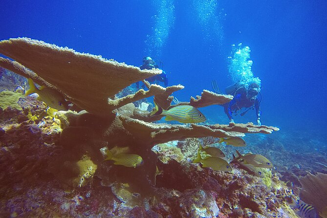 2 Tanks Scuba Diving in Punta Cancun Reefs for Certified Divers - Wildlife spotting at Punta Cancun: lionfish, turtles, eels, and big schools