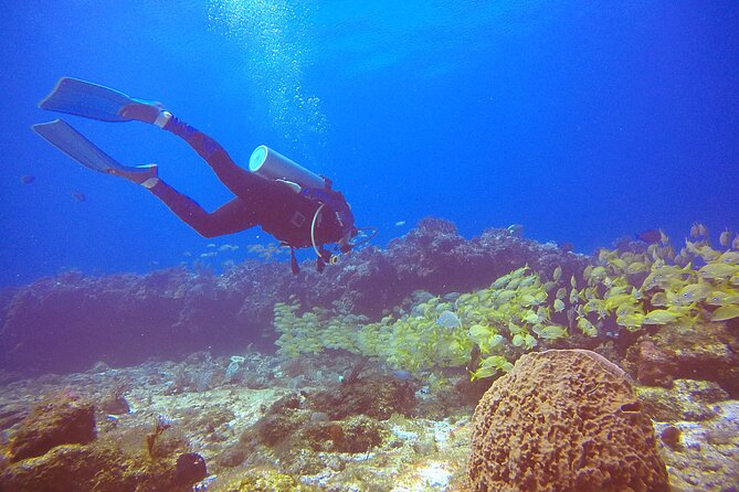 2 Tanks Scuba Diving in Punta Cancun Reefs for Certified Divers - Price and value for two tanks at $159