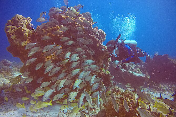 2 Tanks Scuba Diving in Punta Cancun Reefs for Certified Divers - The boat ride: seasickness prevention is not optional