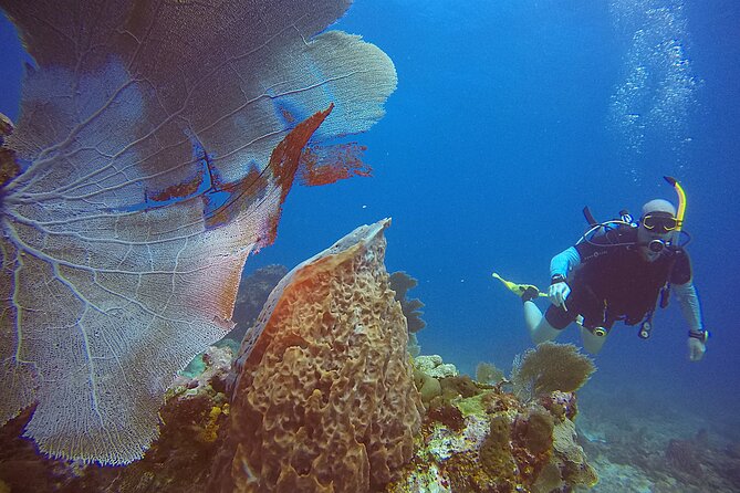 2 Tanks Scuba Diving Wreck and Reef in Cancun for Certified Divers - Reef Time After the Wreck: Cancun’s Artificial Reef for Variety