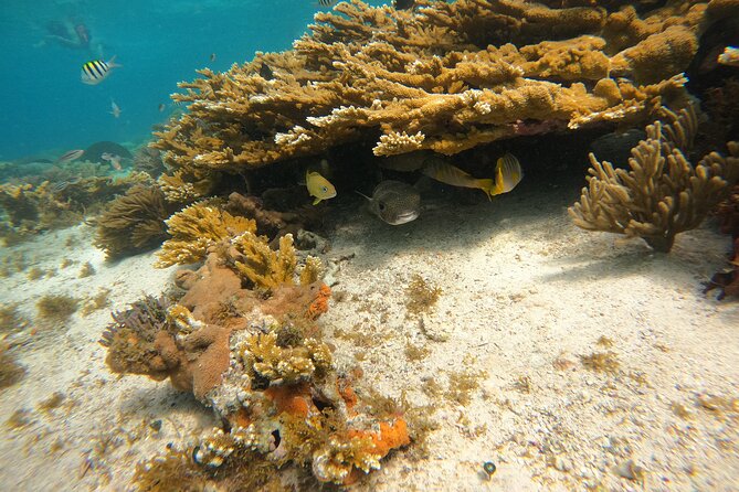 3 Hours VIP Semiprivate Tour Isla Mujeres Full Snorkeling Experience - Your Route: Lighthouse Reef, Sac Bajo Coral Farm, MUSA, and Manchones