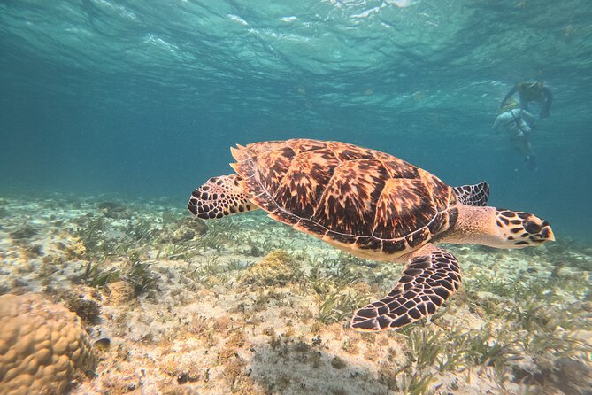 3 in 1 Jungle Speedboat and Snorkeling in Cancun - The Mayan Reef (El Meco) snorkel: what you should expect