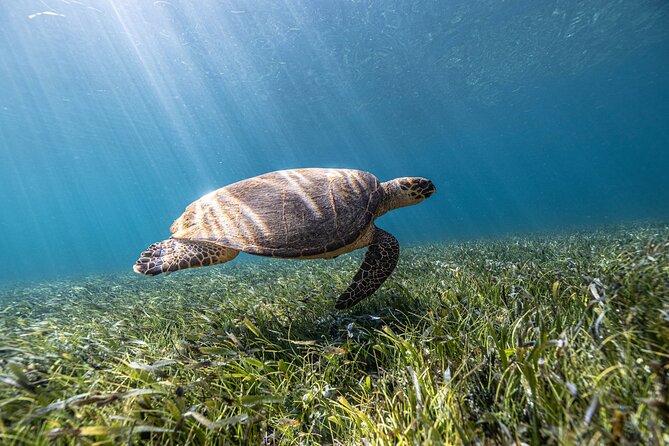 5-in-1 Cancun Snorkeling Tour with Sea Life & Transport Included - Five Stops, About 2.5 Hours: How This Tour Feels in Real Time