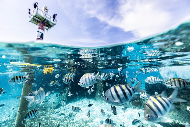 5-in-1 Cancun Snorkeling Tour with Sea Life & Transport Included - Stop by Stop: Coral Reef, Underwater Art, Turtles, Shipwreck, and Cenote