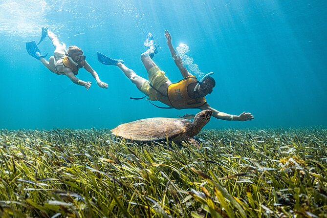 5-in-1 Cancun Snorkeling: Turtles, Reef, Musa, Shipwreck, Cenote - Reef snorkeling in shallow water: where the first wins happen