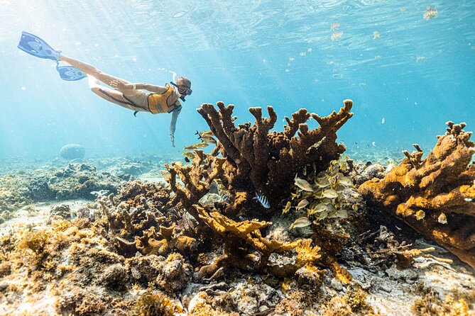 5-in-1 Cancun Snorkeling: Turtles, Reef, Musa, Shipwreck, Cenote - Turtles and possible rays: wildlife encounters without the chaos