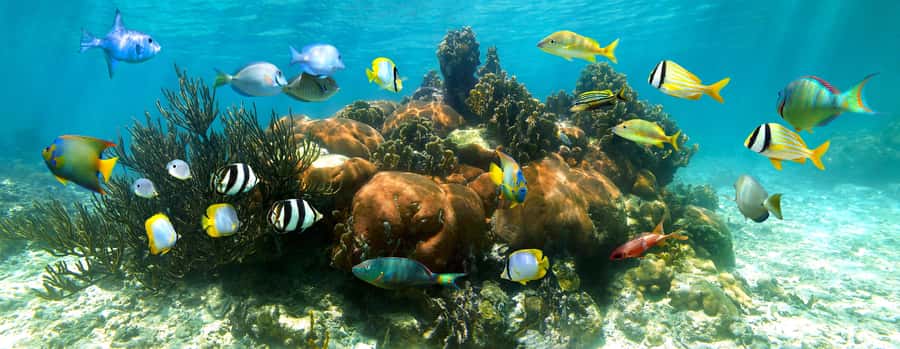 Akumal Reef & Turtle Swim - Key Things That Make This Turtle Swim Work
