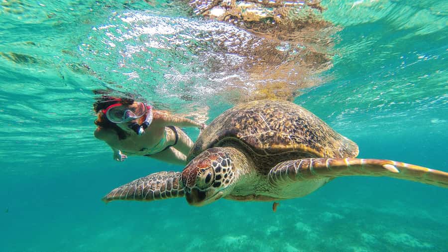 Akumal Reef & Turtle Swim - Getting to Akumal from Playa del Carmen without the headache