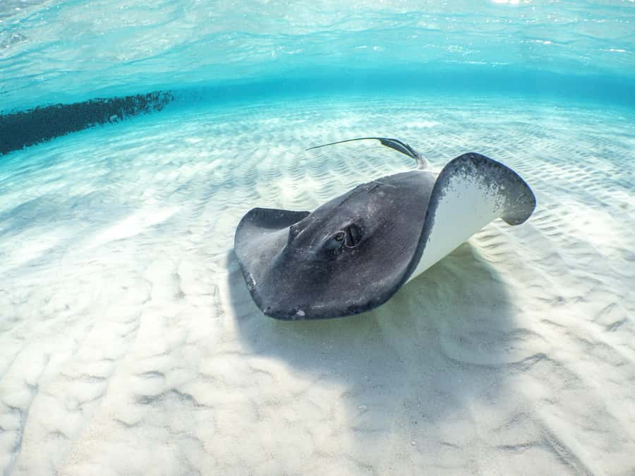 Akumal Reef & Turtle Swim - Turtles and coral reef life, how to set the right expectations