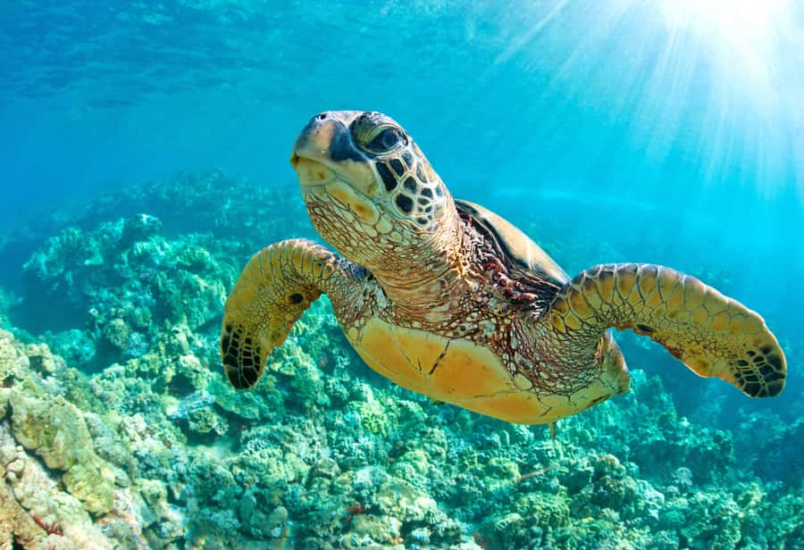 Akumal Reef & Turtle Swim - Transportation logistics, the comfort details that change your mood