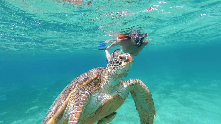 Akumal Reef & Turtle Swim - Price and value: $77 plus the $25 environmental fee