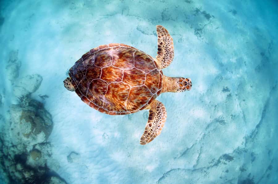 Akumal Reef & Turtle Swim - The 2-hour Akumal Bay snorkeling portion, what you’ll actually do