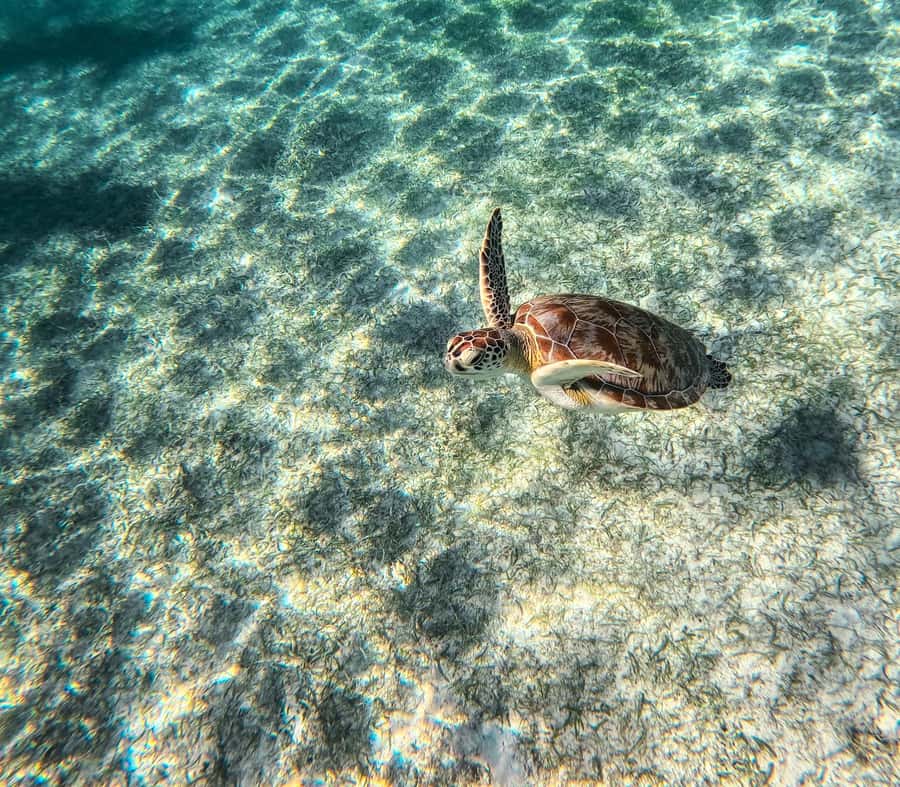 Akumal: Sea Turtles Snorkeling Tour with Park Entry Fee - Snorkeling Setup: Life Vest Rules and Certified Guidance