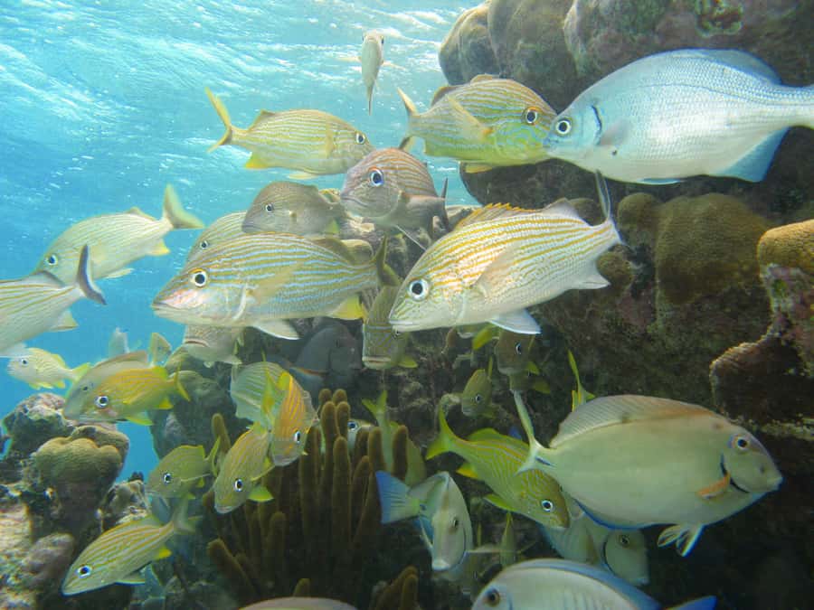 Akumal: Sea Turtles Snorkeling Tour with Park Entry Fee - Over the Reef: Coral Formations, Tropical Fish, and Stingray Moments