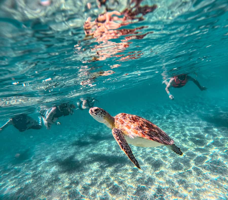 Akumal: Sea Turtles Snorkeling Tour with Park Entry Fee - After Snorkeling: Fresh Air and Your Own Time on Akumal Beach