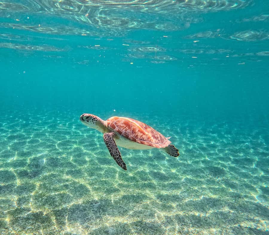 Akumal: Sea Turtles Snorkeling Tour with Park Entry Fee - Small Details That Make a Big Difference Underwater
