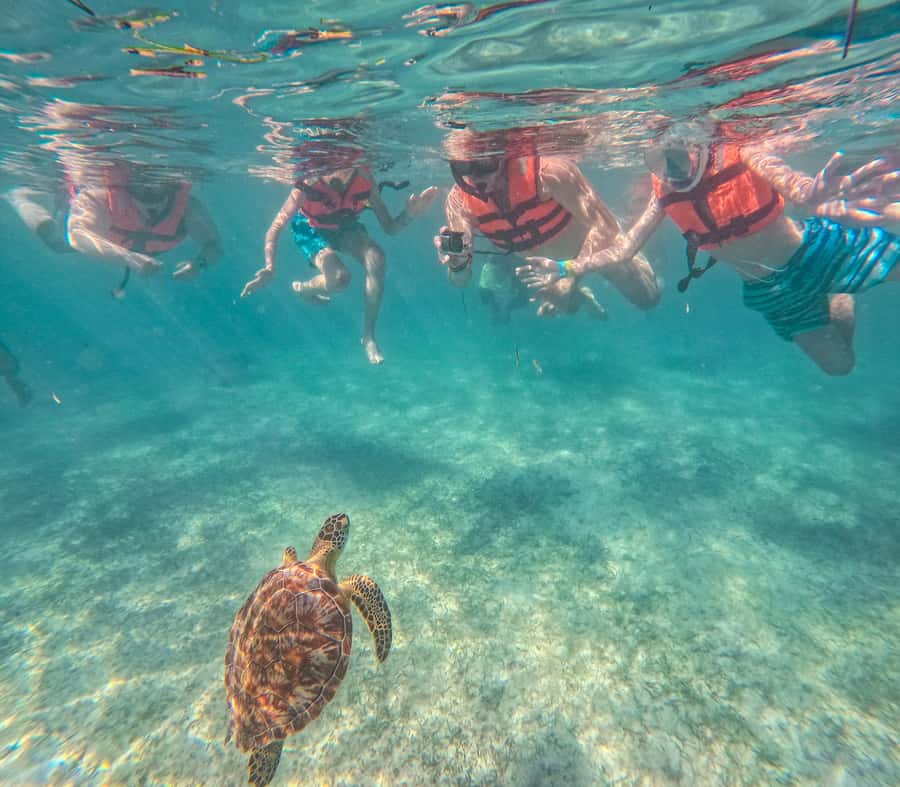 Akumal: Sea Turtles Snorkeling Tour with Park Entry Fee - The Guide Factor: What the Best Reviews Emphasize