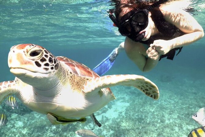 Amazing Adventure in Akumal. Swim with turtles and discover Tulum Ruins. - Akumal reef turtle snorkeling, and what “real” feels like