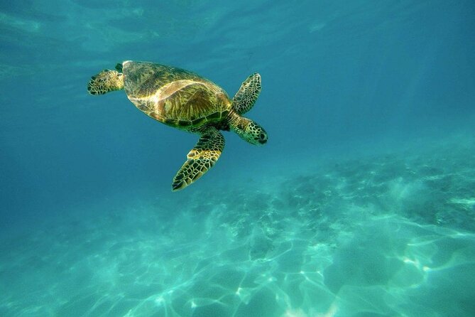 Amazing Adventure in Akumal. Swim with turtles and discover Tulum Ruins. - Meals that keep you going, from breakfast snack to lunch choices