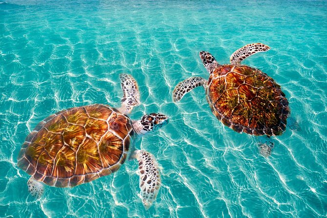 Amazing Adventure in Akumal. Swim with turtles and discover Tulum Ruins. - Who this tour fits best (and who should choose differently)