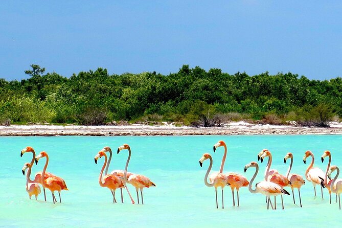 Amazing HOLBOX Full day tour and Cenote swim experience from Cancun! - Isla De La Pasion: Mangroves, a Walk, and a View for Photos