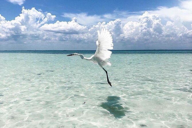 Amazing HOLBOX Full day tour and Cenote swim experience from Cancun! - Holbox Free Time: Bike Rental Plus Beach Hours You Can Shape