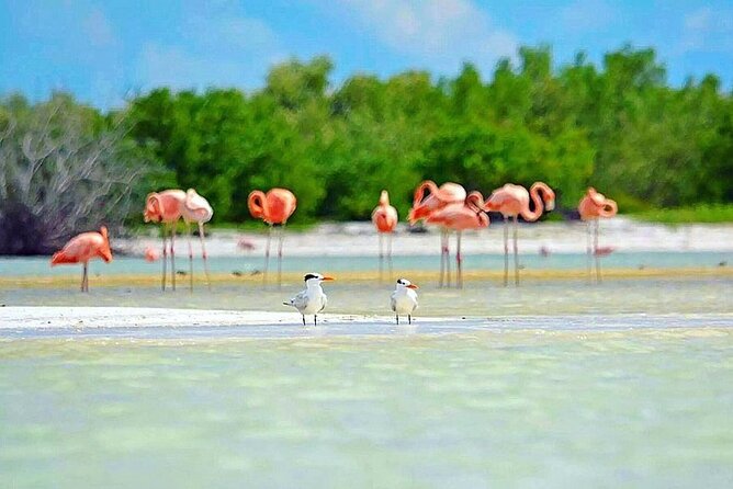 Amazing HOLBOX Full day tour and Cenote swim experience from Cancun! - What to Pack (So the Day Feels Easy)