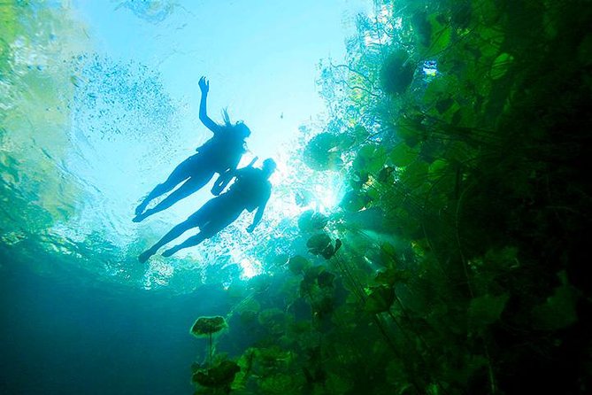 Amazing Mayan Tour Xenotes from Cancun - Open and Semi-Open Cenotes: Swim Time With a Jungle Feeling