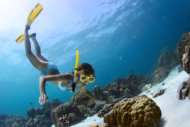 Amazing Snorkeling Experience in Cancun - Turtle time with stated 96 to 98% odds