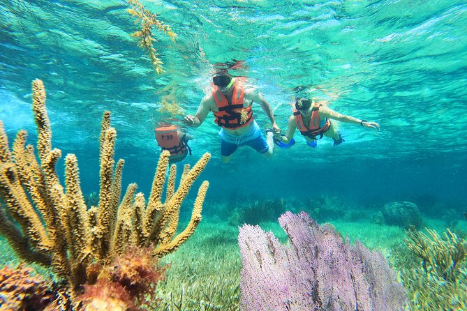 Amazing Snorkeling Experience + Real Mexican Tacos - Key highlights before you go