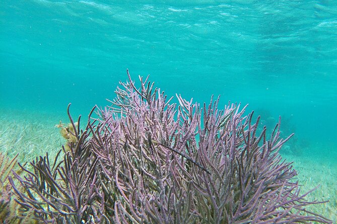 Amazing Snorkeling Experience + Real Mexican Tacos - Stop 2 in Puerto Morelos: Magic Town time and snack breaks