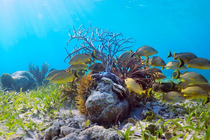 Amazing Snorkeling Experience + Real Mexican Tacos - Gear rules you need to know: what you might not be allowed to bring