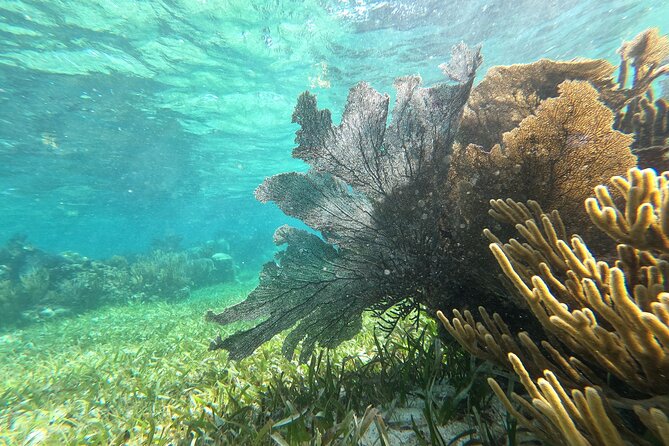 Amazing Snorkeling Experience + Real Mexican Tacos - Money math: $39 isn’t the whole bill