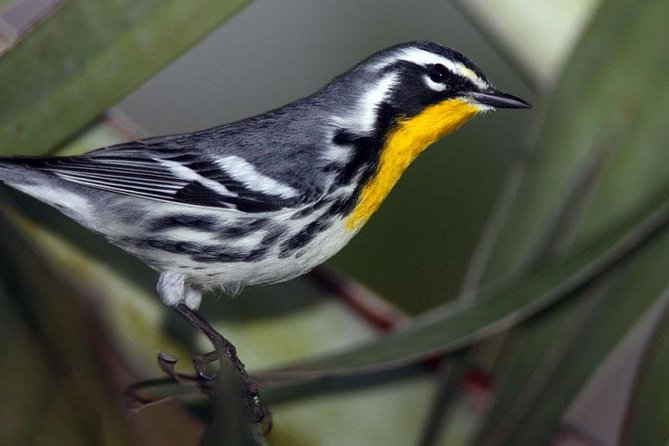 Bird watching ecofriendly tour from Cancun & Riviera Maya - Price and What $790 Gets You in Real Terms