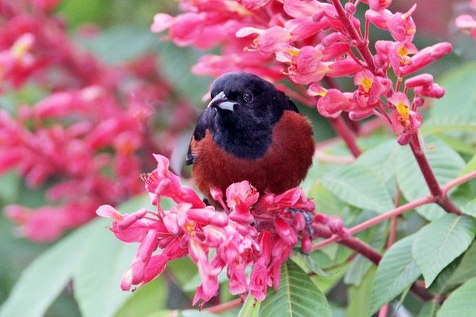 Bird watching ecofriendly tour from Cancun & Riviera Maya - What the Jungle Birding Day Feels Like With a Bilingual Guide