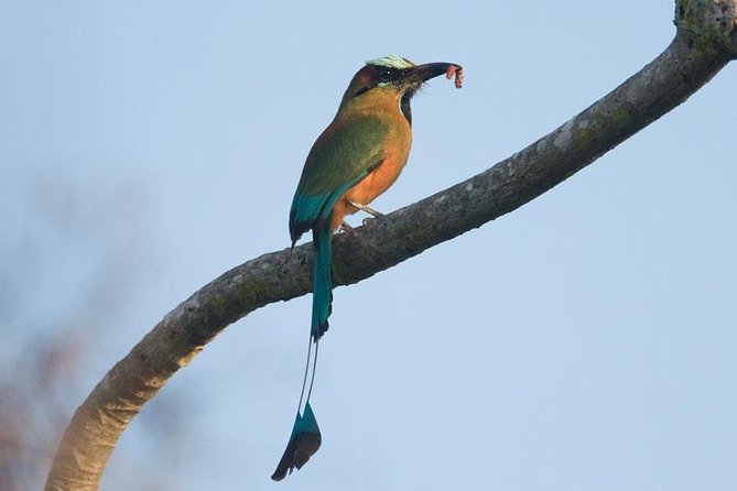 Bird watching ecofriendly tour from Cancun & Riviera Maya - Morning Stop Near Puerto Morelos: Where Your Eyes Get Trained Fast