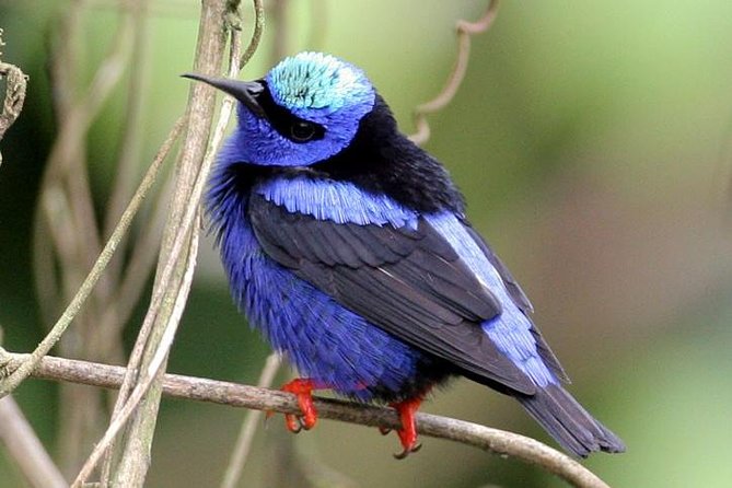 Bird watching ecofriendly tour from Cancun & Riviera Maya - How the Binoculars and Species List Extend the Experience