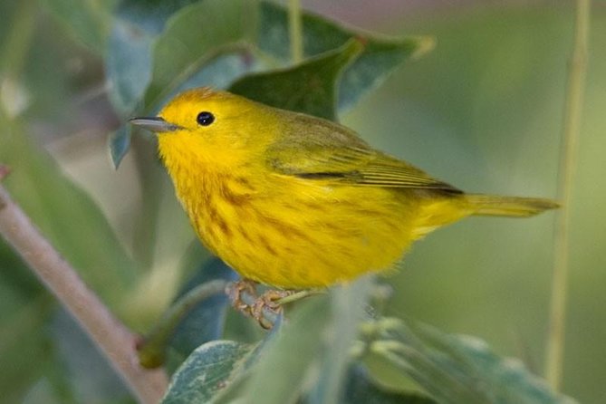 Bird watching ecofriendly tour from Cancun & Riviera Maya - Getting There: Hotel Pickup, Air-Conditioned Transport, and Timing