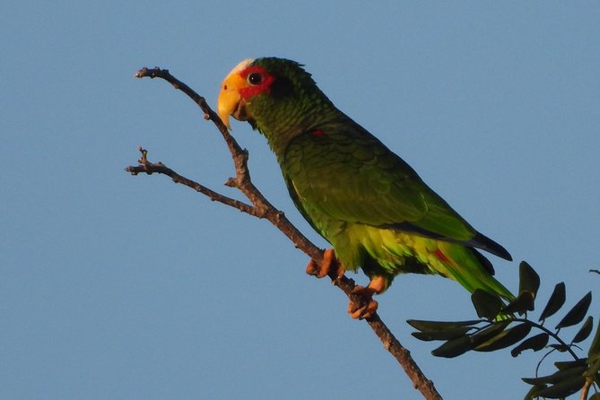 Birds of the Mayan World 1 - Birds of the Mayan World 1 in Puerto Morelos: The Big Idea