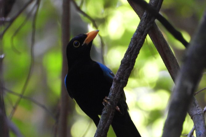 Birds of the Mayan World 1 - Where You Meet: Puerto Morelos Practical Start Point
