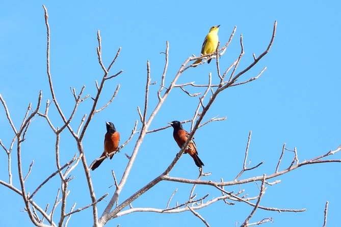 Birds of the Mayan World 1 - What the Tour Includes (and What You Should Pack)