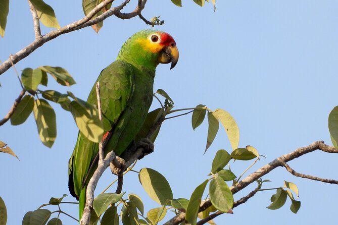 Birds of the Mayan World 1 - Value for Money: Where This Half-Day Actually Delivers