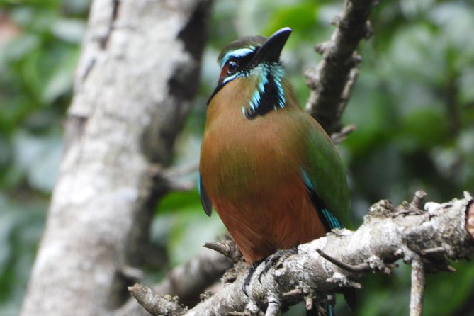 Birds of the Mayan World 1 - Low-Impact Tourism: Why It Matters for You and the Birds