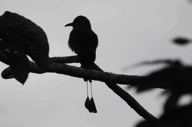 Birds of the Mayan World 2 / Route of the cenotes - Birds of the Mayan World 2, and what you’re really signing up for