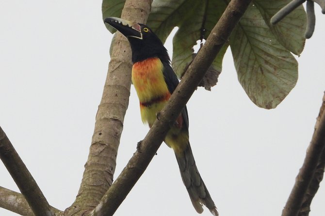 Birds of the Mayan World 2 / Route of the cenotes - Stop 1: Riviera Maya trails, and why the birding can be excellent